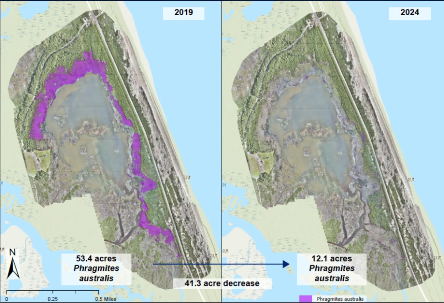 2019 and 2024 comparison of invasive phragmites at Cape Hatteras